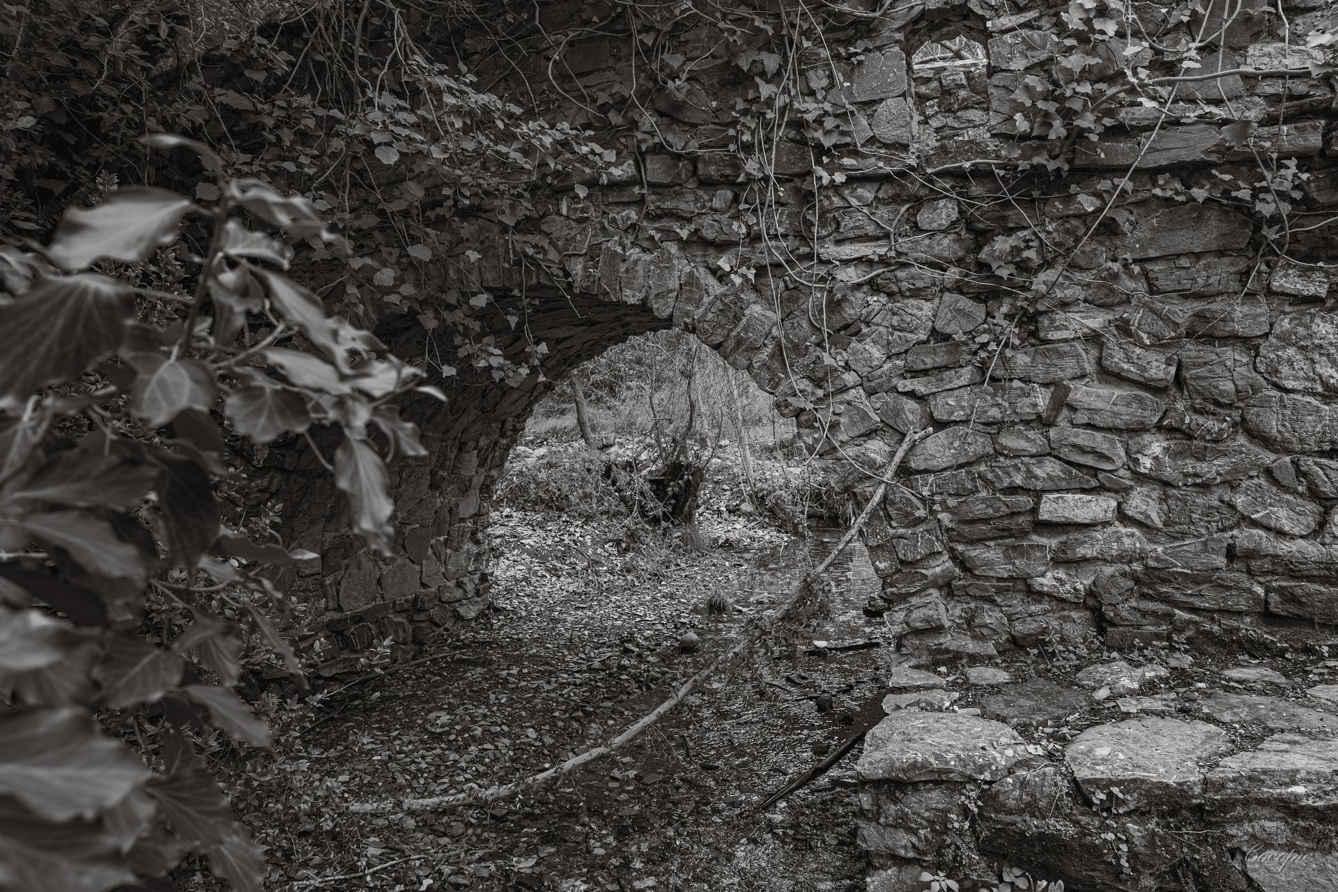 Sendero entre robles y niebla, Parque Natural Montes de Málaga