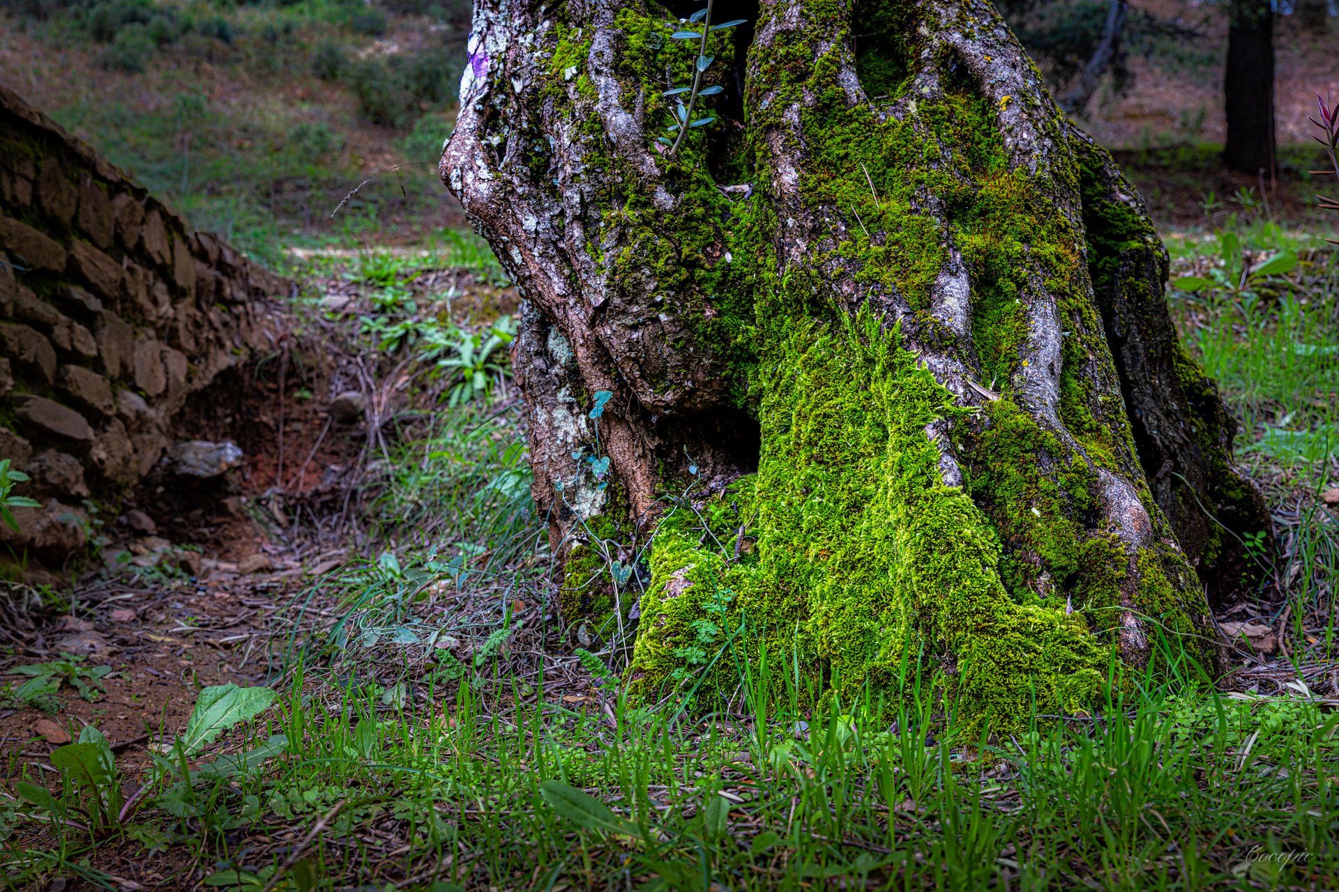 Rayos de sol atravesando el bosque de pinos, Montes de Málaga