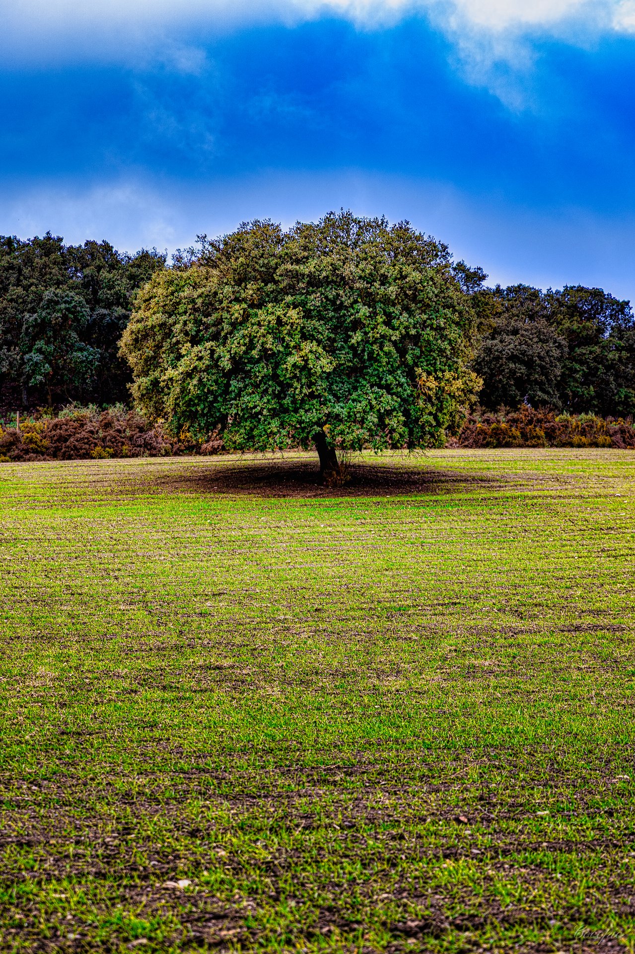 Árbol solitario en los campos de Alhama