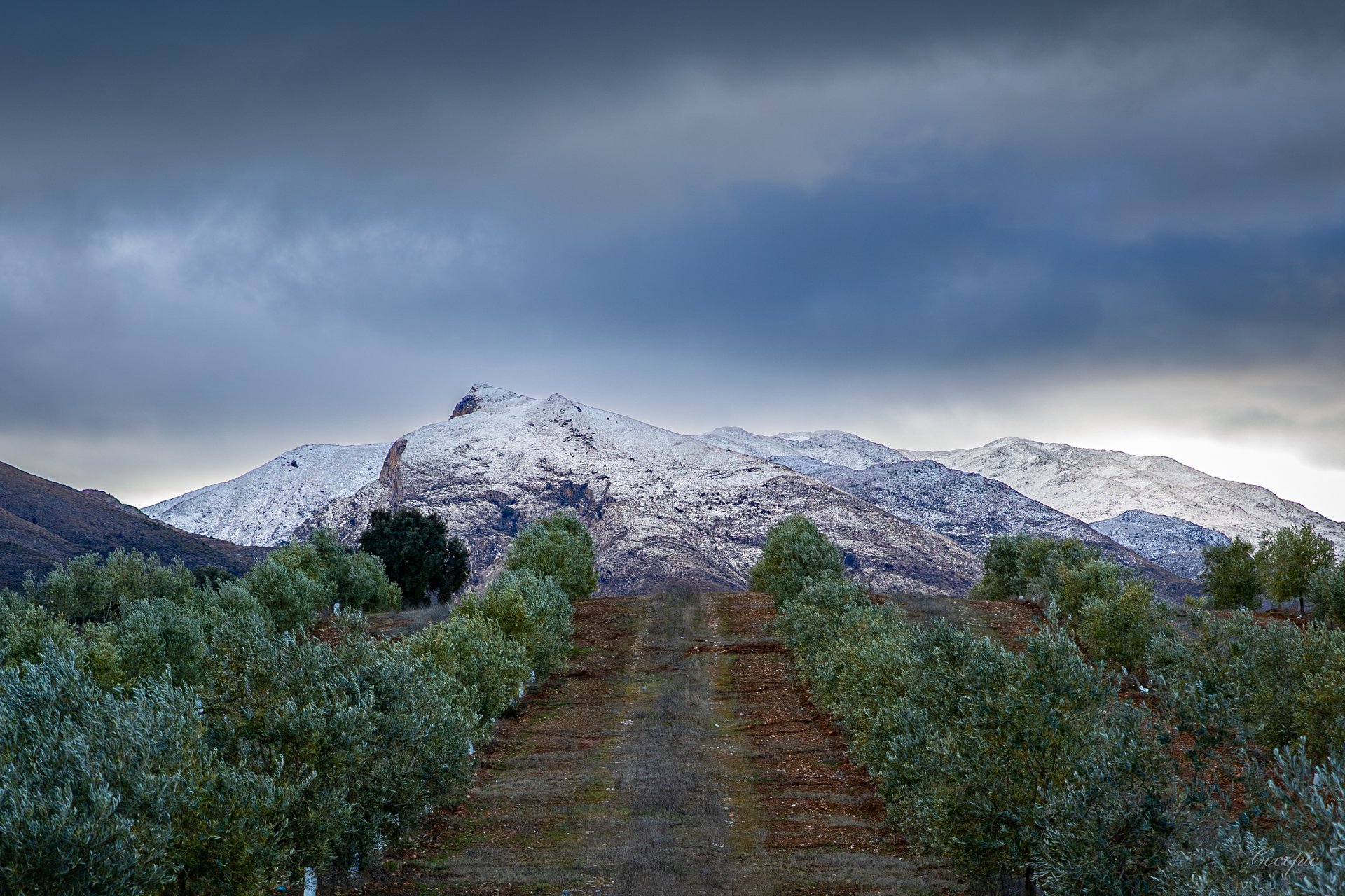 Olivar con punto de fuga hacia la sierra nevada