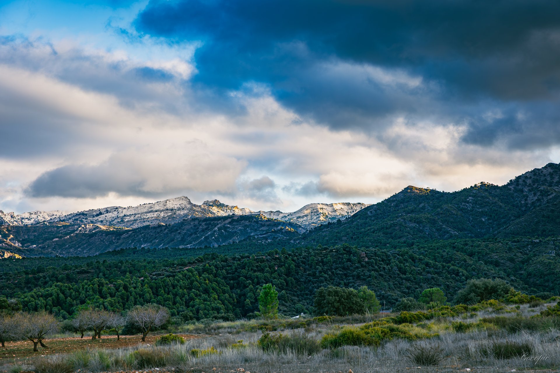 Vegetación invernal en el entorno del tajo de Alhama de Granada