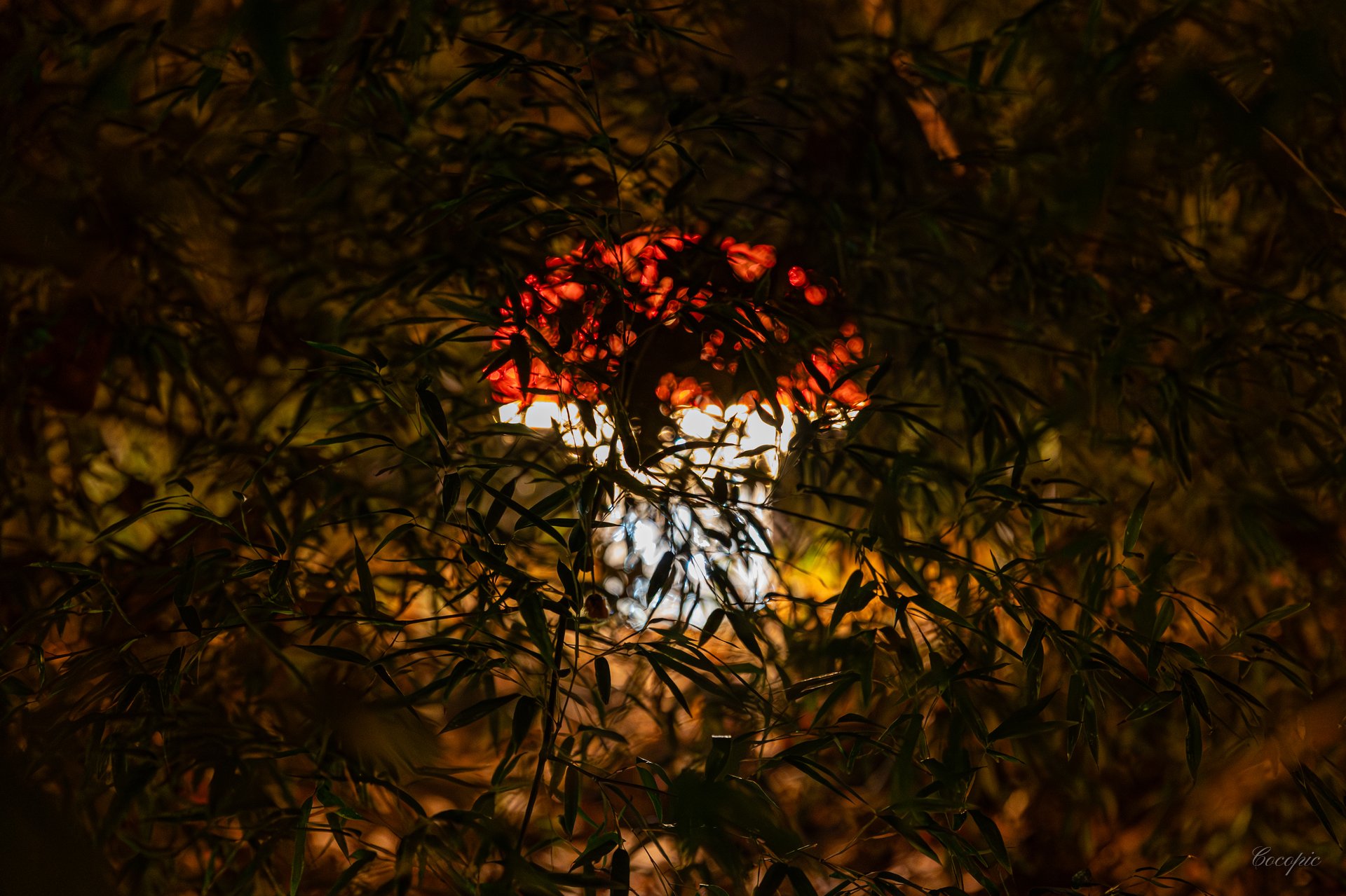 Noche de luz en el Jardín Histórico Botánico La Concepción de Málaga