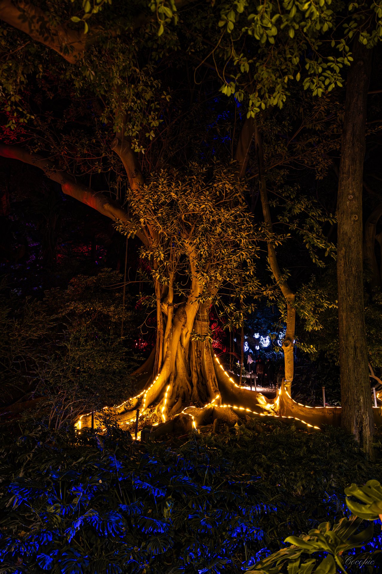Estanque con reflejos de luz nocturna en el Jardín La Concepción