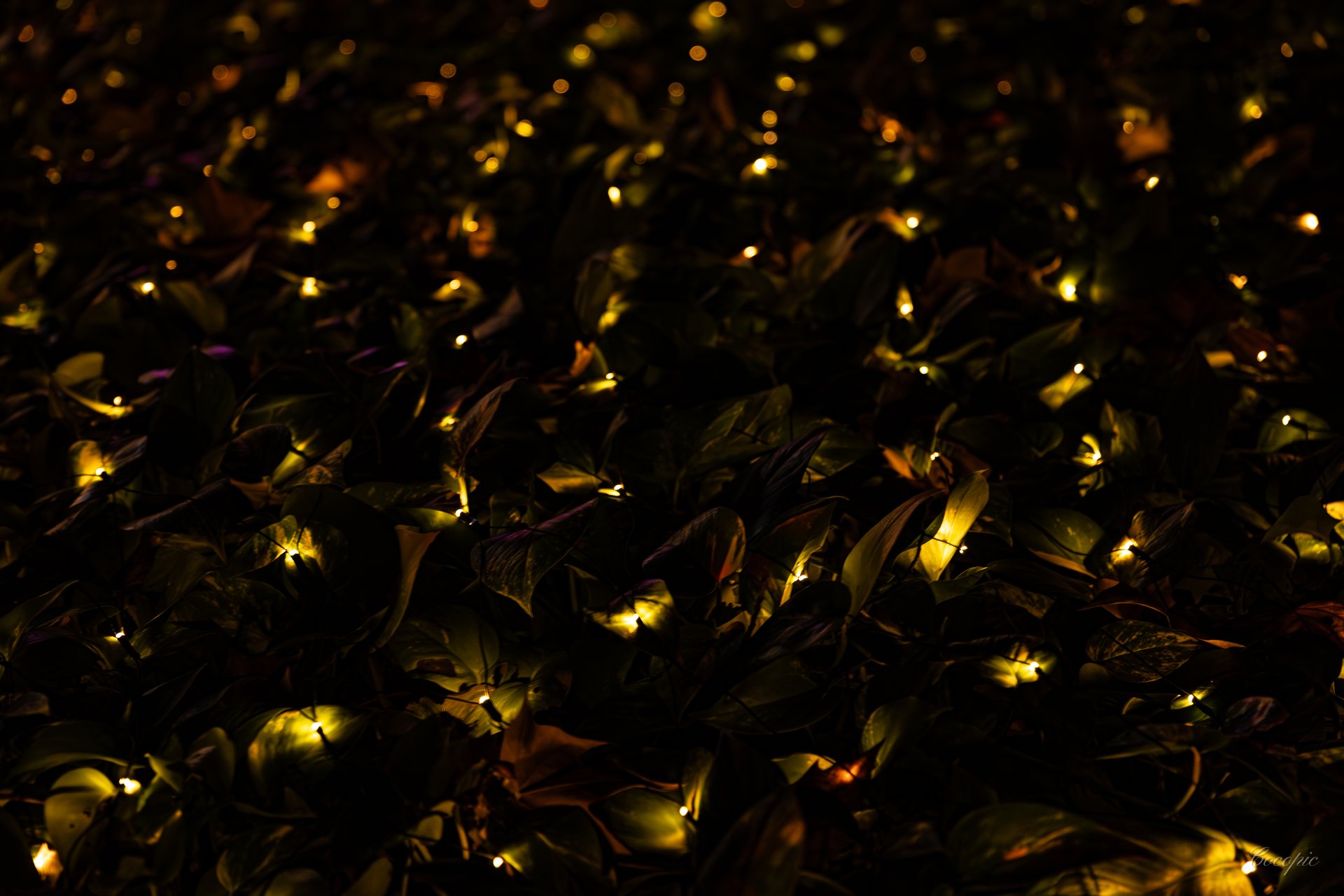 Perspectiva nocturna entre plantas tropicales, Jardín Botánico La Concepción