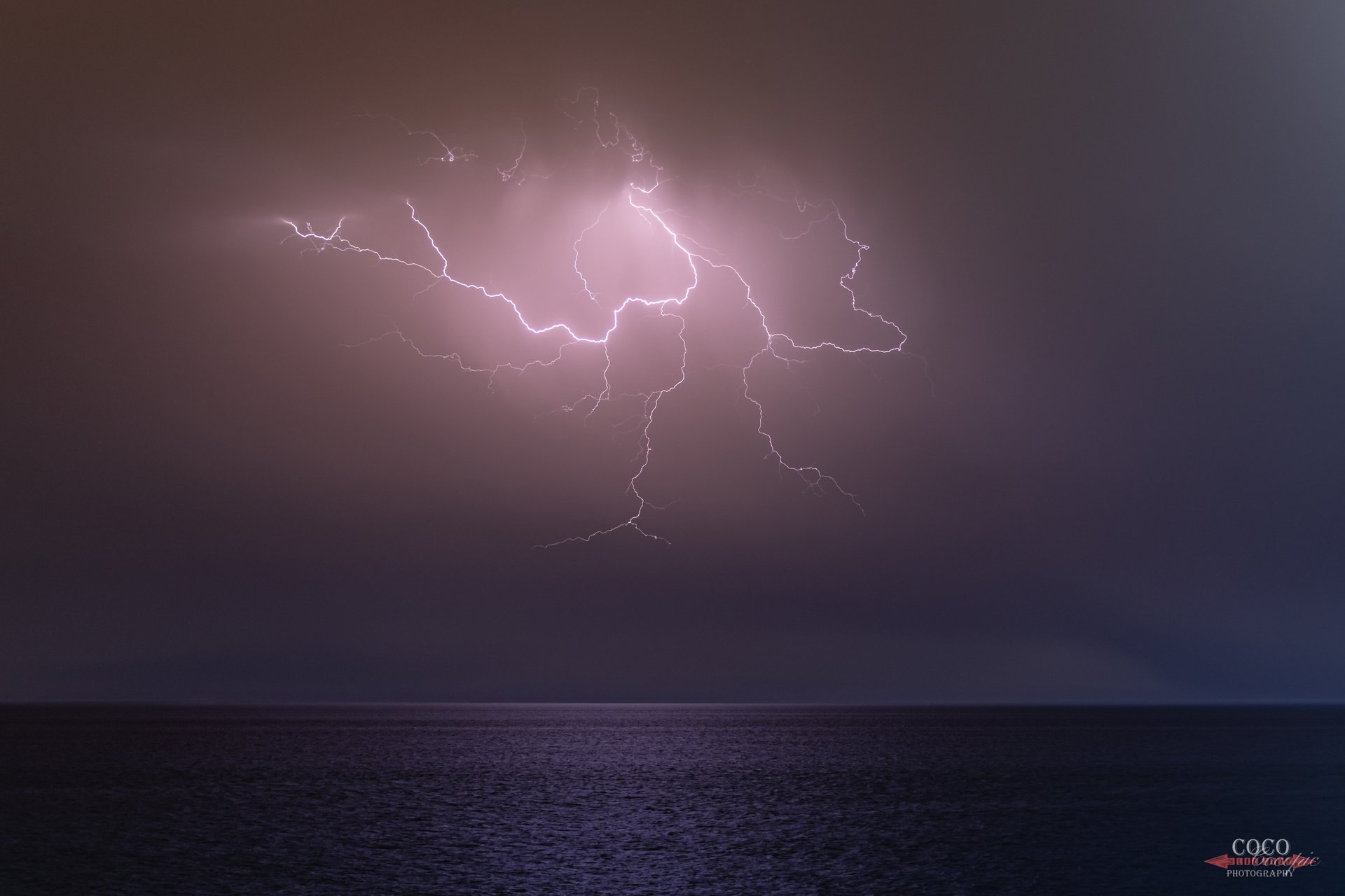 Plantas mediterráneas iluminadas por el sol vespertino, paisaje natural